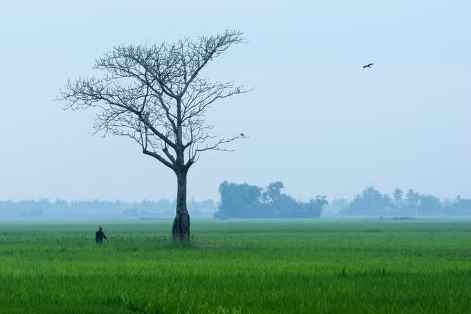 Bức tranh đồng ruộng yên bình với cây trơ lá tại xã Hòa Thành, huyện Đông Hòa, Phú Yên.