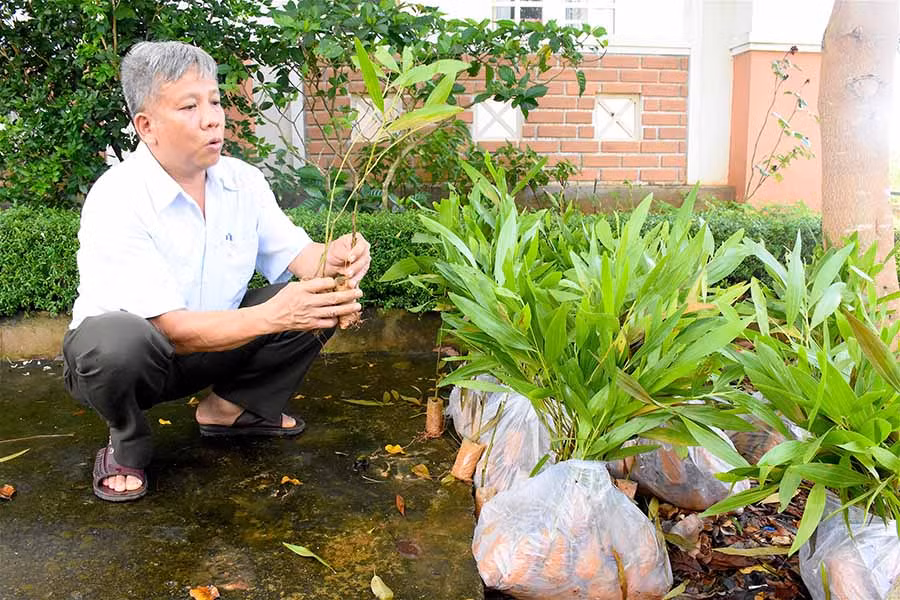  Chuẩn bị cây giống cấp hỗ trợ cho người dân trồng rừng. Ảnh: Mộc Trà