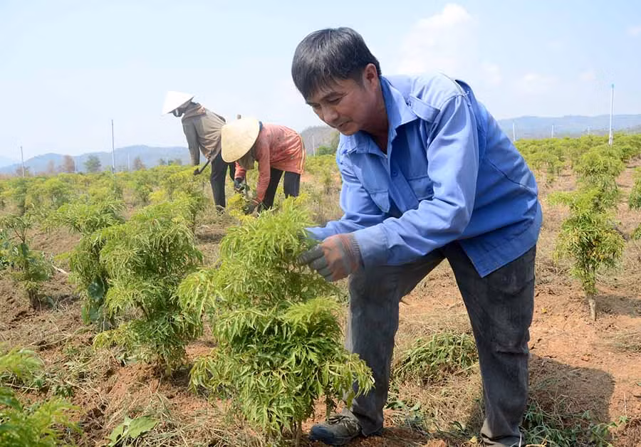 Ông Chế Linh chăm sóc rẫy đinh lăng rộng gần 2 ha hơn 1 năm tuổi của mình. Ảnh: T.Đ Ông Chế Linh chăm sóc rẫy đinh lăng rộng gần 2 ha hơn 1 năm tuổi của mình. Ảnh: T.Đ
