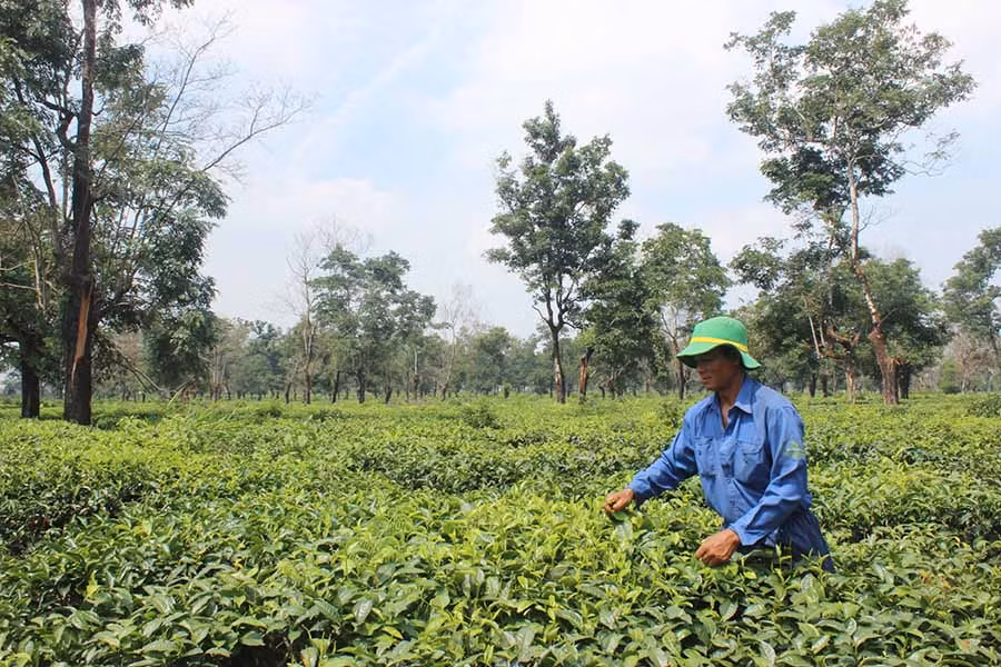 Công nhân đang chăm sóc vườn chè. Ảnh: Nguyễn Diệp Công nhân đang chăm sóc vườn chè. Ảnh: Nguyễn Diệp