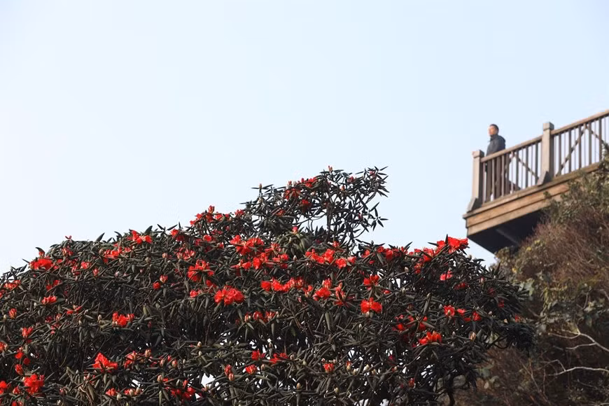  Khi tháng 4 về là lúc từng vạt rừng Hoàng Liên, Sa Pa rực lên sắc đỏ của loài hoa đỗ quyên quý hiếm.