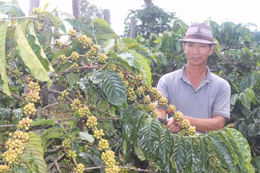  Giá cà phê xuống thấp khiến nhiều nông dân lo lắng. Ảnh: N.H