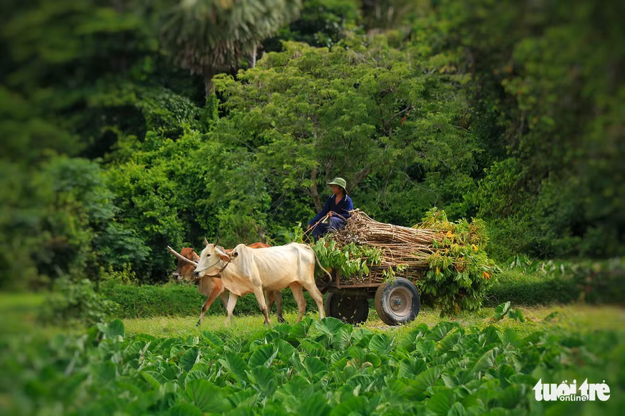  Xe bò là phương tiện quen thuộc của người dân nơi đây - Ảnh: NGUYỆT NHI