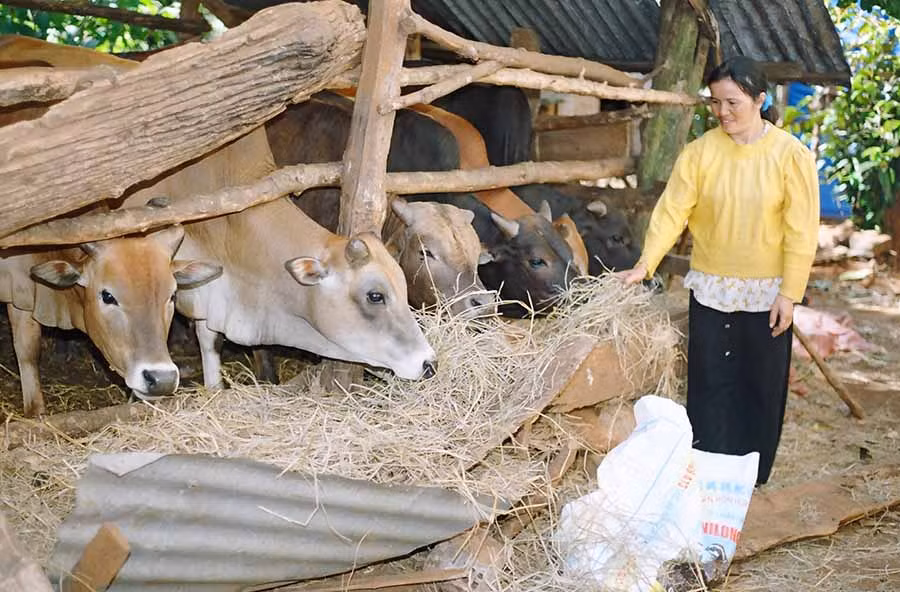 Nông dân chú trọng chăm sóc và phòng dịch bệnh cho đàn gia súc. Ảnh: L.T