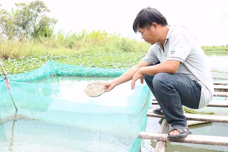  Anh Đặng Đức Hiệp đang cho cá ăn sâu canxi. Ảnh: L.N