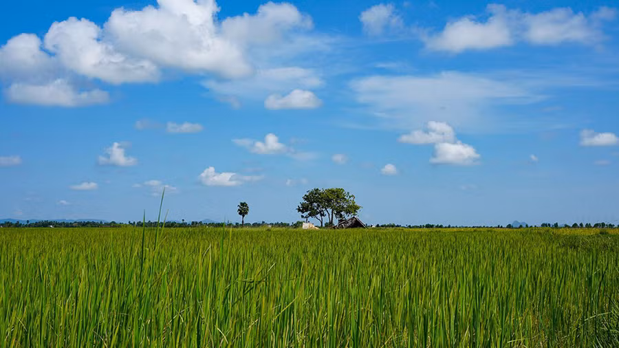  Mùa vụ không thống nhất, một thửa ruộng đang gieo sạ có thể nằm ngay bên cạnh thửa đang đòng đòng hoặc trổ chín
