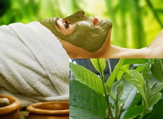  Lá ổi làm đẹp da rất hiệu quả