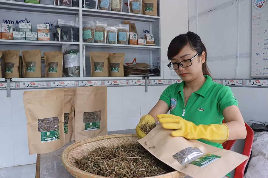  Từ nguồn vốn góp của các thành viên và kinh phí hỗ trợ của thị xã An Khê, HTX Nông nghiệp Tú An 1 đã trồng cà gai leo, tiến tới sản xuất trà túi lọc. Ảnh: N.M
