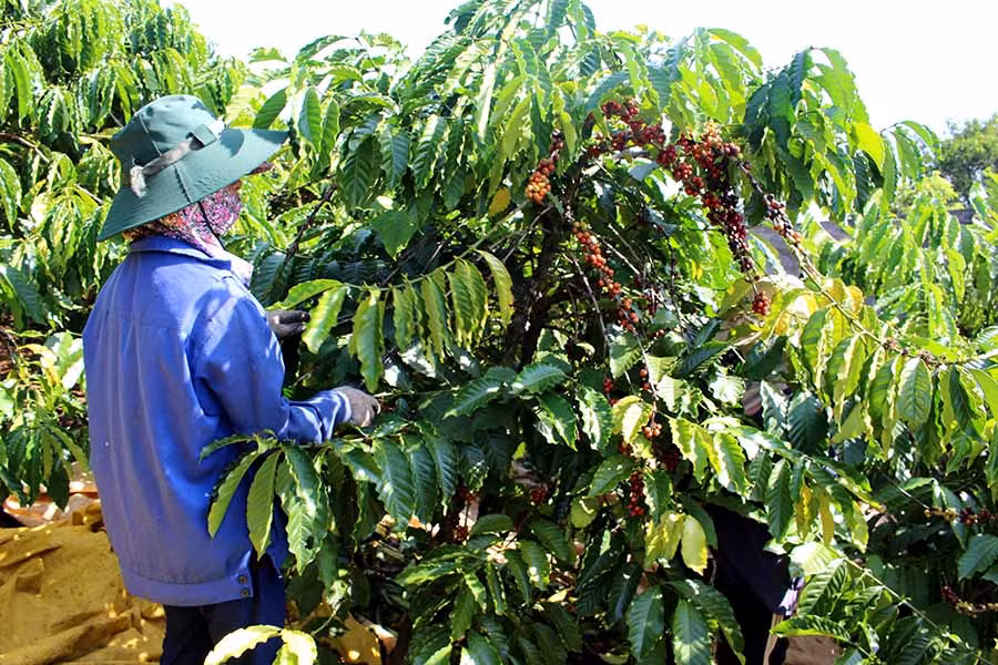 Những diện tích cà phê già cỗi, kém chất lượng sẽ được huyện tập trung tái canh. Ảnh: Q.T