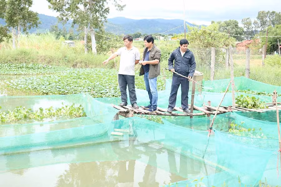 Anh Đặng Đức Hiệp (áo trắng) giới thiệu về mô hình nuôi cá sử dụng thức ăn bằng sâu can xi. Ảnh: L.N