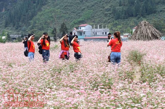 Các bạn trẻ tạo dáng bên hoa tam giác mạch ở Hà Giang. Ảnh: Lê Phú