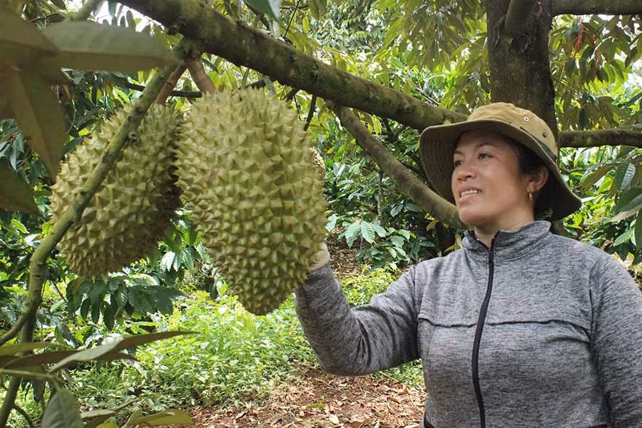  Nhờ chuyển đổi cây trồng phù hợp, nhiều hội viên, nông dân ở huyện Chư Pah đã có nguồn thu nhập đáng kể. Ảnh: V.T