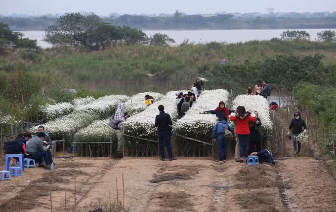 Vườn hoa chỉ vỏn vẹn 5 luống, trong đó vài luống đã cắt tỉa cũng thu hút đông người. Những bãi đỗ xe chật kín mọc lên bên ngoài các vườn hoa.