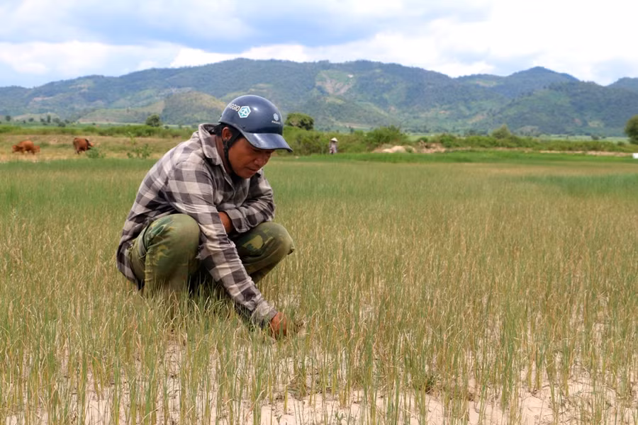 Người dân xã Ia Kdăm chịu thiệt hại nặng trong đợt nắng hạn kéo dài từ tháng 8 và 9 vừa qua. Ảnh: Q.T 