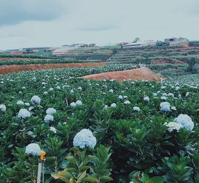 Đà Lạt vốn được mệnh danh là “thành phố ngàn hoa