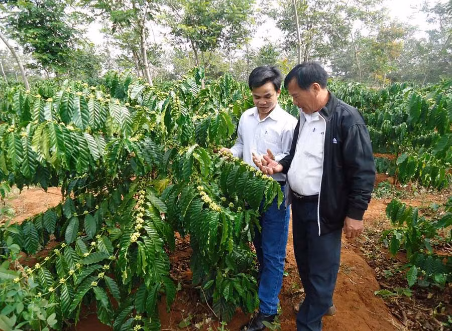  Hiện nay tỉnh Đak Lak có 29 đơn vị tham gia sản xuất cà phê có chứng nhận UTZ. Ảnh: Bá Thăng