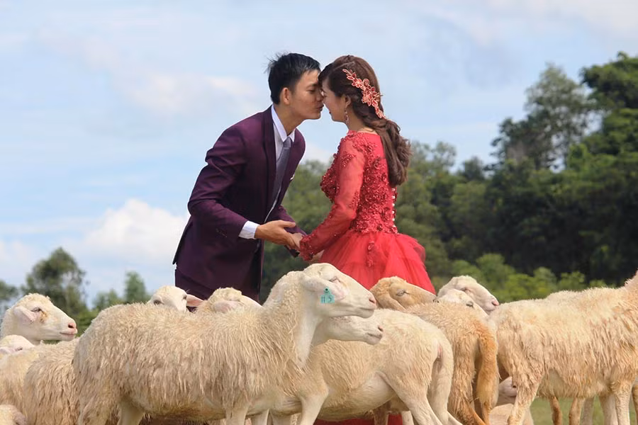 Ngọt ngào nụ hôn trao nhau giữa đàn cừu