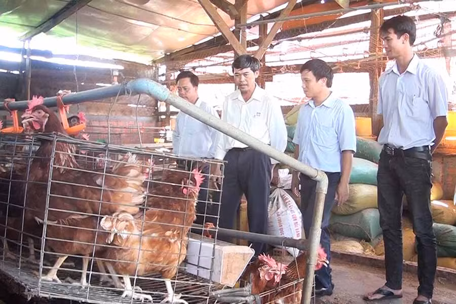 Mô hình nuôi gà của gia đình anh Nguyễn Thế Nhân (thôn 6, xã Ia Blang). Ảnh: N.S