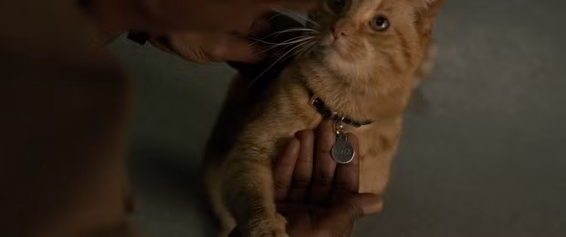 Nhân vật mèo chiếm sân khấu chính của Captain Marvel