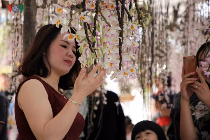  Việc triển lãm hoa lan là dịp để những người yêu thích vẻ đẹp của lan rừng trong và ngoài tỉnh có dịp thưởng lãm