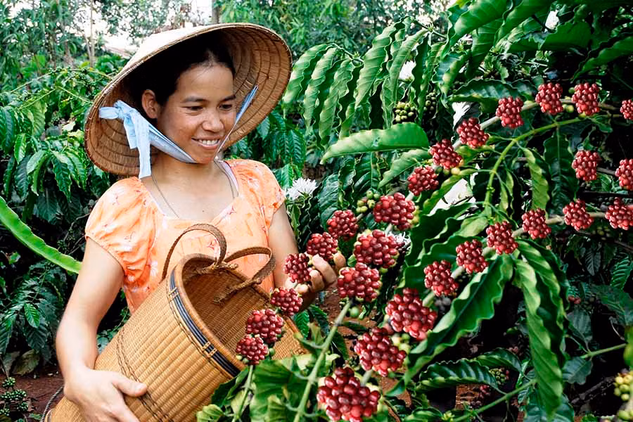 Người dân thu hoạch cà phê. Ảnh: Đ.T