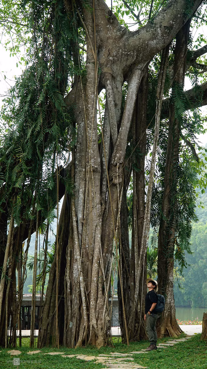  Theo nghiên cứu của các nhà khoa học, cây đa này có tuổi đời cả nghìn năm. Mỗi bước di chuyển của cây cách nhau khoảng 300 năm.