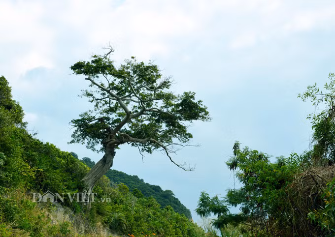 Du khách có thể thuê xe máy để khám phá vẻ đẹp của những đoạn đường quanh đảo. 