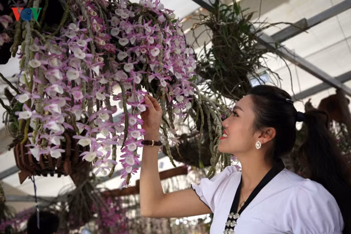  Hoa lan Lai Châu mang vẻ đẹp tự nhiên, với đủ loại màu sắc và được ví như vẻ đẹp của người con gái Thái