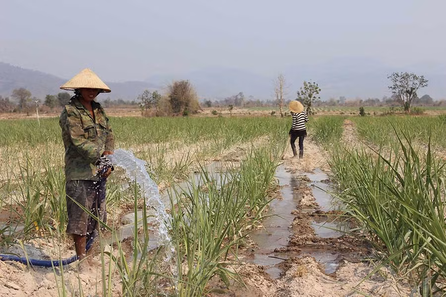  Nông dân xã Chư Mố (huyện Ia Pa) tưới nước cho cây mía. Ảnh: N.H