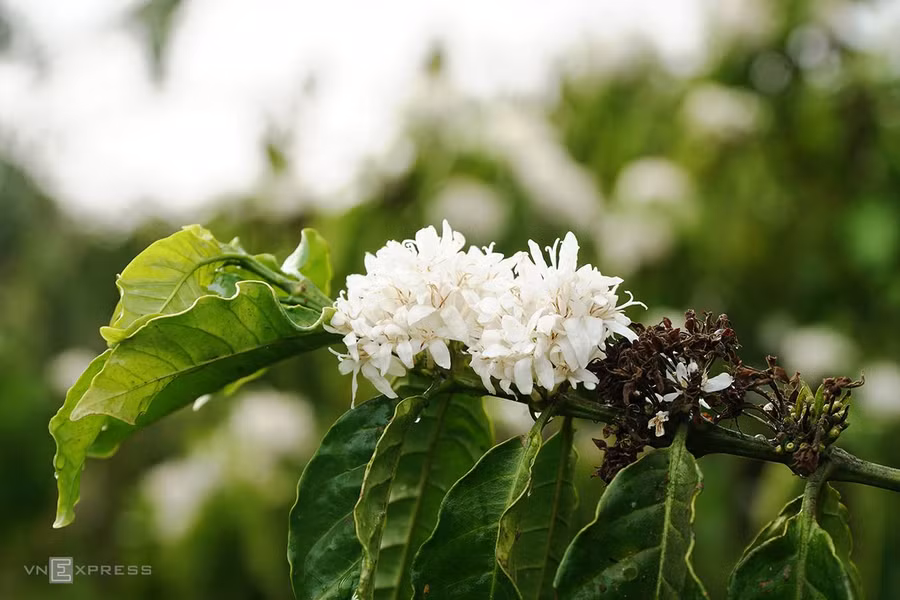 Mỗi năm, hoa cà phê thường nở khoảng 2-3 đợt, từ tháng 12 đến tháng 3 năm sau, mỗi đợt kéo dài từ 7 đến 10 ngày. Đến Gia Lai cuối tháng 3, du khách vẫn có cơ hội ngắm nhìn những bông hoa trắng muốt. Chỉ qua một đêm, những cánh rừng cà phê xanh chuyển hoa trắng dưới bầu trời trong xanh và cái nắng dịu nhẹ. Mỗi năm, hoa cà phê thường nở khoảng 2-3 đợt, từ tháng 12 đến tháng 3 năm sau, mỗi đợt kéo dài từ 7 đến 10 ngày. Đến Gia Lai cuối tháng 3, du khách vẫn có cơ hội ngắm nhìn những bông hoa trắng muốt. Chỉ qua một đêm, những cánh rừng cà phê xanh chuyển hoa trắng dưới bầu trời trong xanh và cái nắng dịu nhẹ.