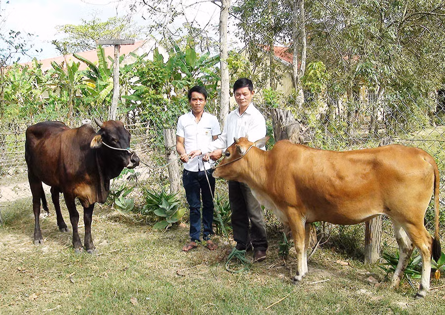  Hội Cựu chiến binh huyện Krông Pa trao bò giống cho hội viên Rơ Com Thuốc (buôn Bát, xã Chư Gu). Ảnh: N.N