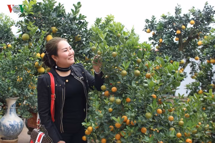 Dù còn gần 1 tháng nữa mới đến Tết Nguyên đán, nhưng chị Thu Trang (Bắc Ninh) đã tranh thủ thời gian rảnh để đi tìm mua cây cảnh. 