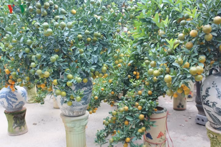  Tại vựa cây cảnh Văn Giang, Hưng Yên, không chỉ có những loại cây khủng, mà còn nhiều dáng quất bonsai loại nhỏ, vừa túi tiền của người dân, giá thành giao động từ 500.000 đến vài triệu đồng.