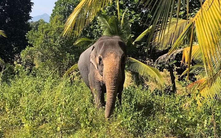 Vùng đất của loài voi: Sri Lanka là nơi có mật độ voi sinh sống đông nhất tại châu Á. Hiện có khoảng 5.800 con voi hoang dã đang sinh sống trong các công viên quốc gia của Sri Lanka. Du khách thậm chí có thể thấy những chú voi lững thững đi trên đường và lời khuyên tốt nhất là hãy để chúng đi qua. Ảnh: Tom Murray/Insider
