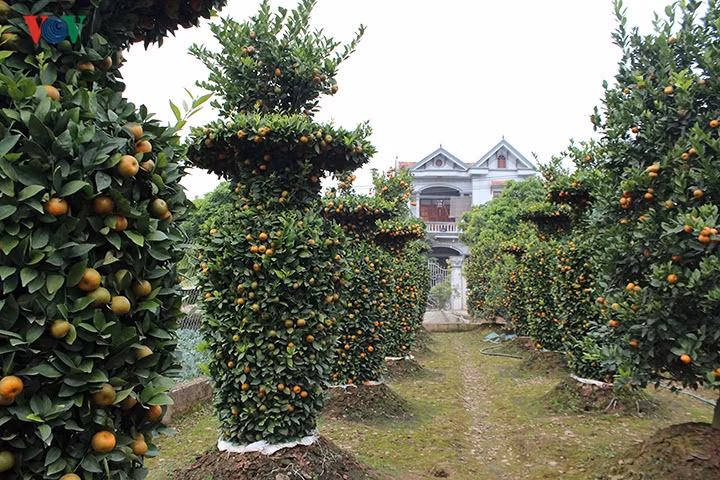 Với mong muốn đem đến những mẫu cây cảnh độc đáo, đáp ứng nhu cầu của người dân dịp Tết, nghệ nhân Nguyễn Trung Thành (Văn Giang, Hưng Yên) đã tạo thành công thế quýt lục bình khổng lồ.