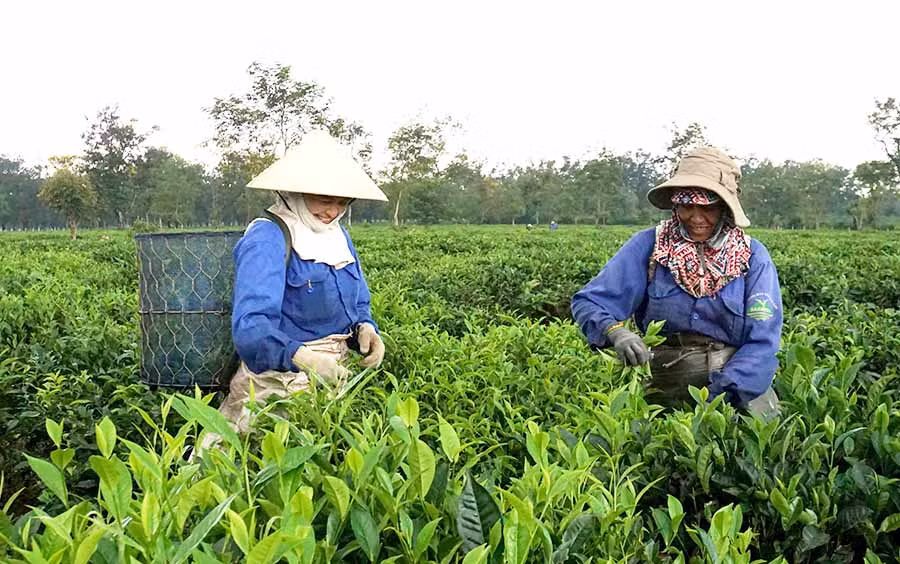 Nông sản của Gia Lai có cơ hội tiếp cận thị trường xuất khẩu mới. Ảnh: H.D
