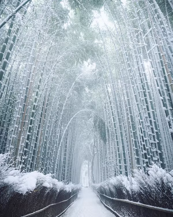  Mùa du lịch cao điểm ở Arashiyama vào khoảng đầu tháng 4 và nửa cuối tháng 11 hàng năm, tương ứng với thời điểm hoa anh đào đua nở và sắc lá chuyển màu rực rỡ trong tiết trời thu. Một điểm nữa khiến nơi đây trở nên đặc biệt với cả người dân Nhật Bản và du khách nước ngoài là vẻ đẹp thay đổi theo mùa. Burcu, blogger du lịch, thừa nhận rằng cô đã cảm thấy “ghen tị với việc mọi người được nhìn thấy rừng tre Arashiyama phủ trắng tuyết trong mùa đông”. Ảnh: mantaroq.