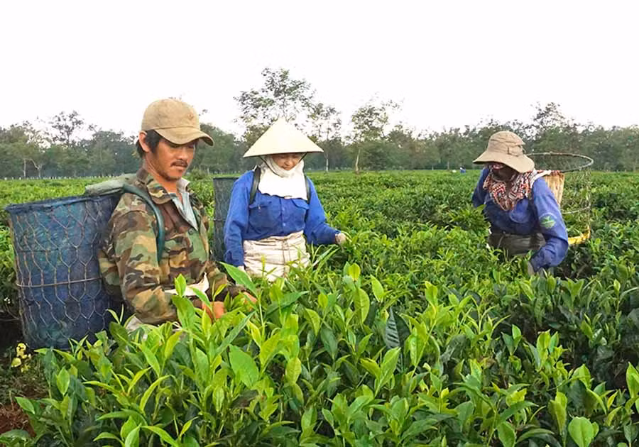  Nâng cao chất lượng, đảm bảo truy xuất nguồn gốc là điều kiện để nông sản tỉnh ta lọt vào các thị trường khó tính. Ảnh: Hà Duy