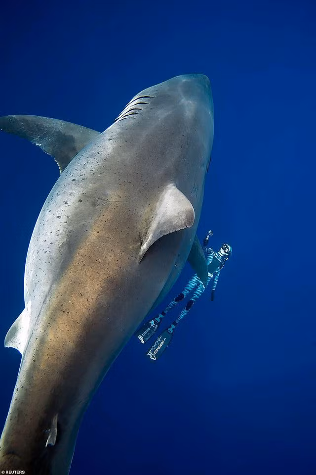  Nhóm thợ lặn bắt gặp cá mập “Deep Blue” mới đây