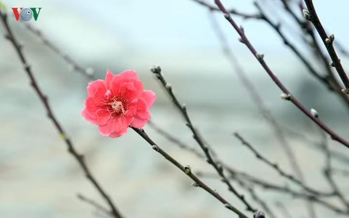 Tại con phố này không chỉ trồng những loại đào truyền thống như giống bích đào, đào phai mà còn được trồng rất nhiều giống khác như đào rừng, đào cổ,...