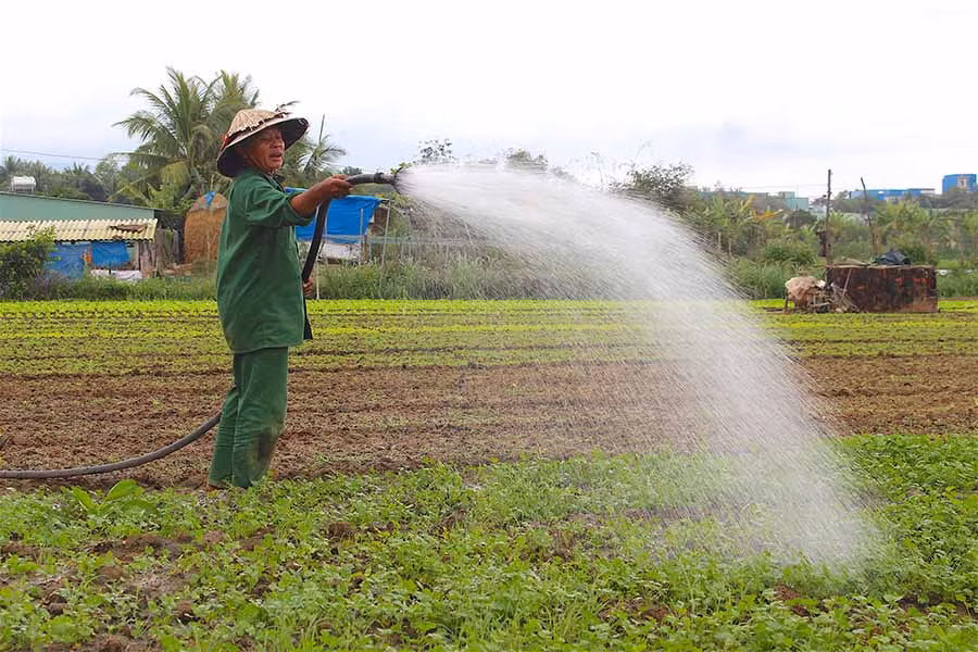  Người dân đang chăm sóc hoa màu, hy vọng vào một mùa vụ bội thu. Ảnh: H.T