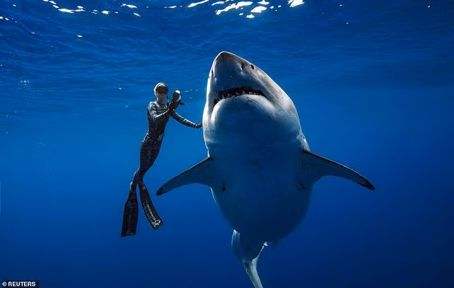  Nhóm thợ lặn bắt gặp cá mập “Deep Blue” mới đây