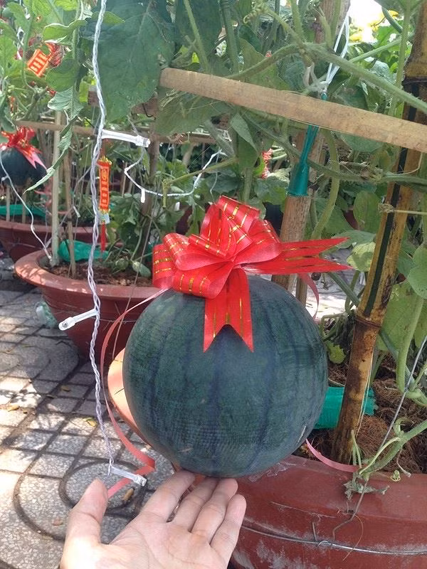  Theo người bán, sau khi chơi tết có thể ăn được như dưa bình thường