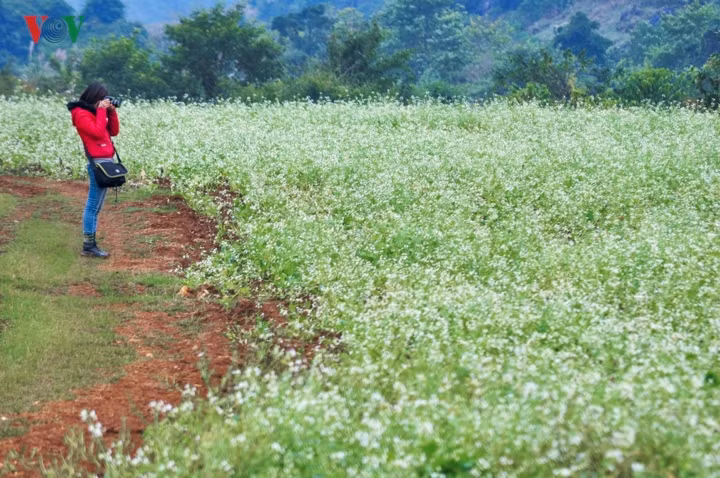  Đi trên những con đường mòn xen giữa cánh đồng hoa, du khách dễ say lòng bởi vẻ đẹp mộc mạc mà lãng mạn, mộng mơ.