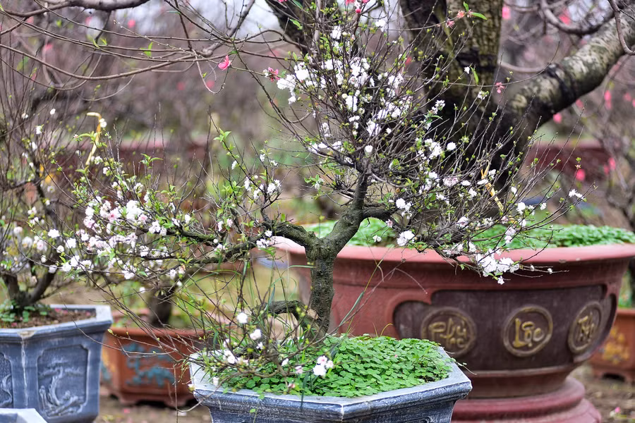 Hoa mai trắng ở Nhật Tân chủ yếu là giống nhị độ mai, loại hoa này có tiếng là khó chăm và kén người chơi.