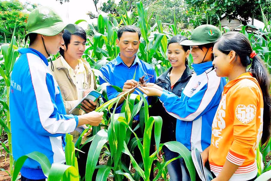 Sinh viên Trường Đại học Nông lâm TP. Hồ Chí Minh-Phân hiệu Gia Lai hướng dẫn người dân xã Ia Hrú (huyện Chư Pưh) chăm sóc bắp lai. Ảnh: Đức Thụy