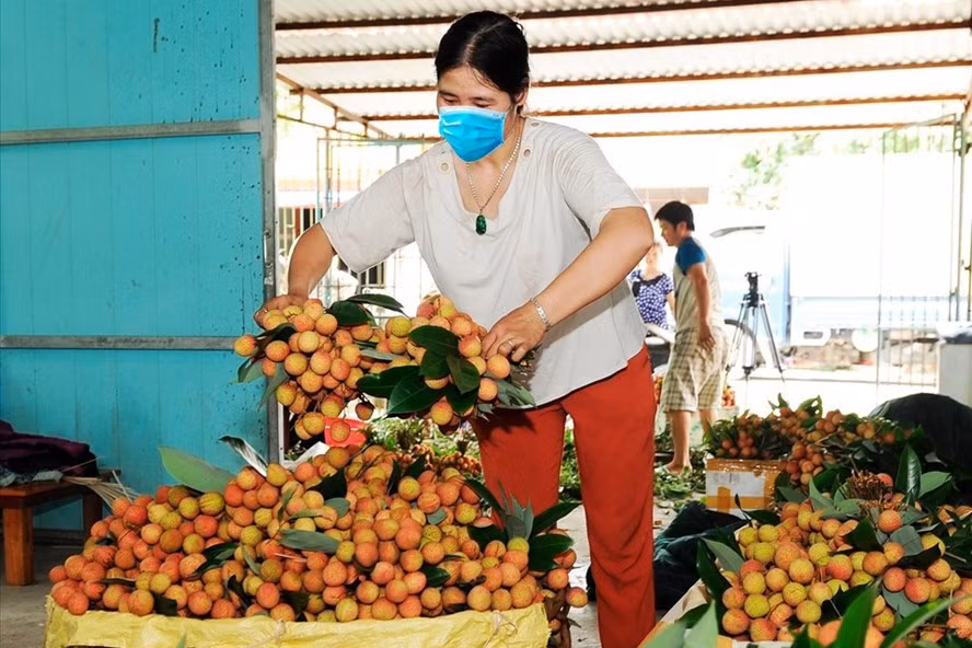  Thu hoạch vải thiều chín sớm, chuẩn bị cho xuất khẩu. Ảnh: Thu Thủy