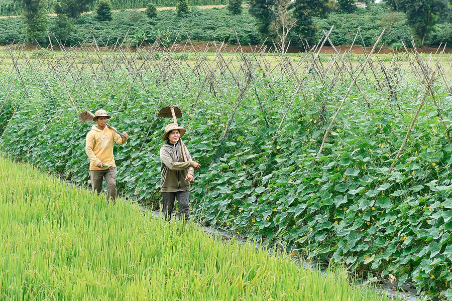 5.Bà con làng Hreng (xã Hòa Phú) chuyển đổi đất lúa kém hiệu quả sang trồng cây màu cho hiệu quả kinh tế cao.
