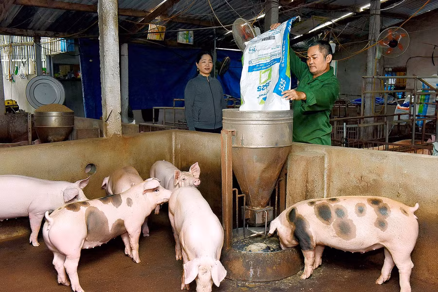 8. Ngoài trồng trọt, gia đình ông Trưởng kết hợp chăn nuôi heo kép kín mang lại hiệu quả cao.