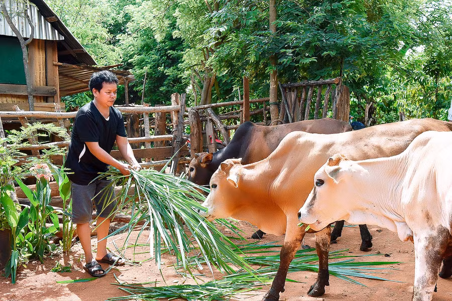 Gia đình A Tông (làng Tuêk, xã Đak Tơ Ve) nhiều năm liền là hộ nghèo. Nguồn thu nhập chính của gia đình chủ yếu từ 1ha bời lời, 4 sào lúa và tiền công làm thuê của hai vợ chồng.